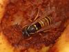 Vespula rufa